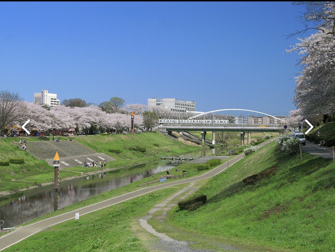 桜シーズンの利根運河